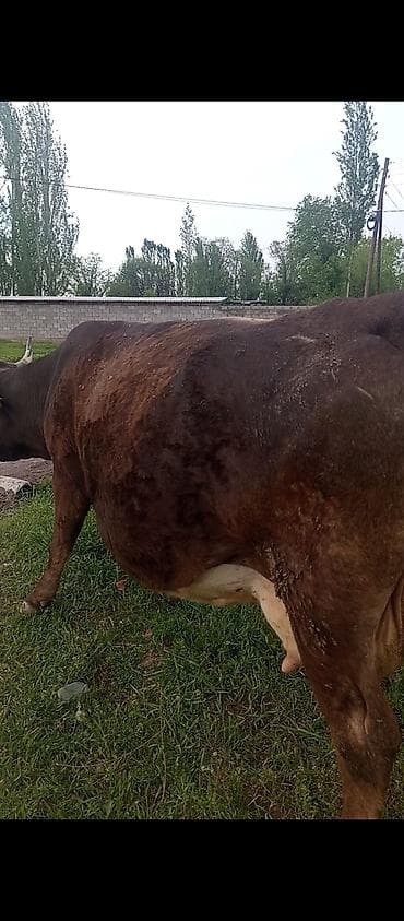 купить собаку кане корсо: Продаю | Корова (самка) | Для молока | Не стельные — 4