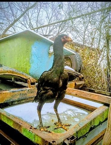 яйцо страуса: Продаю | Петух | Для разведения — 6