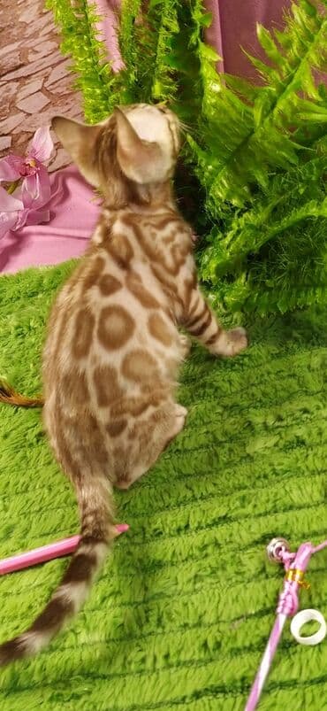 новорожденные котята: Друзья !!! питомник Бен Гла Мур с радостью предлагает новый помет. от — 30