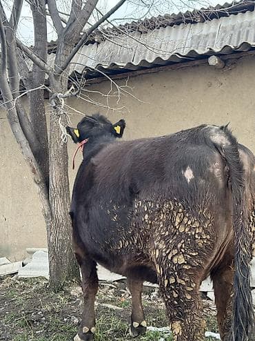 Собаки: Продаю | Корова (самка) | Ангус | Для разведения | Стельные — 1