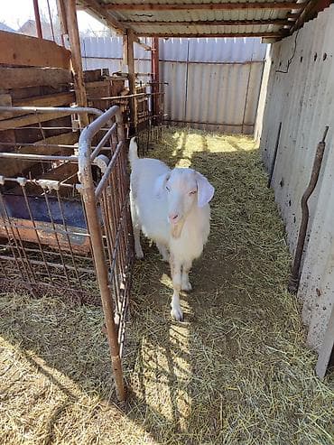 жеребец пони: Продаю | Козёл (самец) | Для разведения | Осеменитель — 3