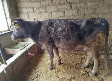 купить собаку бишкек: Продаю | Корова (самка) | Для разведения | Привязанные — 2