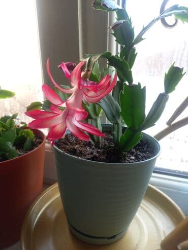 поделки на осень: Декабрист (Schlumbergera) — комнатный кактус с плоскими членистыми — 3