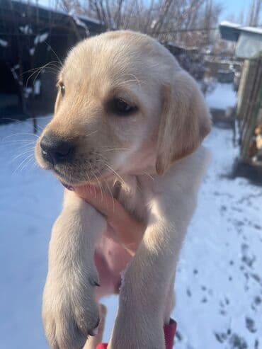 Лабрадор-ретривер, 2 месяца, Самка, С прививкой