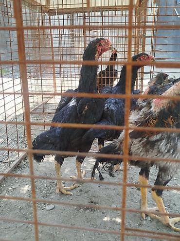 срочно в связи с переездом: Дакан мекиштер сатылат активный алмашу жолдору бар адрес Заря Тынчтык — 1