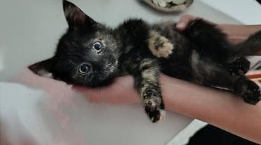 ржавая кошка цена: Кошечка, трехцветная черепаховая расцветка))) Качественная, 1 штука — 2