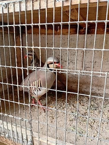 scottish fold: Кеклик сатылат гибрид ак тош пара 4000мин сом жумуртка тууп атат — 3