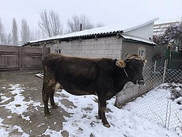 куплю карова: Продаю | Корова (самка) | Алатауская | Для молока | Искусственник — 2