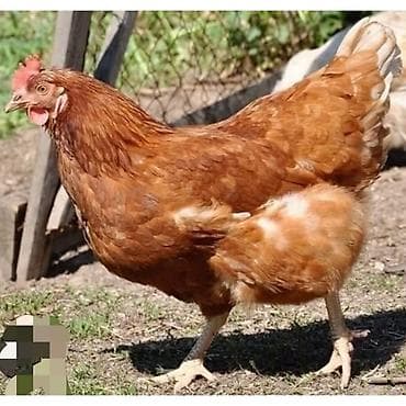 сколько стоит цыпленок индюка: Принимаем заказы на инкубационных яйц. Порода адлер, мастер грей — 5