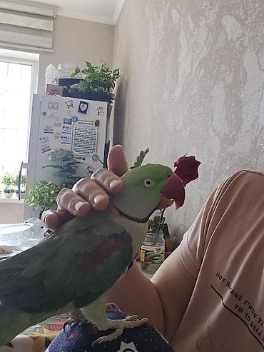 попугай крупный: Александрийский ожереловый попугай (Psittacula eupatria). - — 5