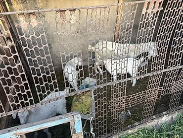 коровы молоко: Продаю | Козлёнок | Полукровка | Для молока | Осеменитель — 1