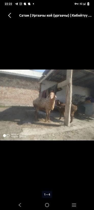 козу ягнята: Продаю | Козёл (самец) | Для разведения — 4