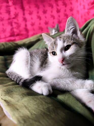 продам домик для кошки: Беспородная, 3 месяца, Мальчик, Биколор, Приучена к лотку — 4