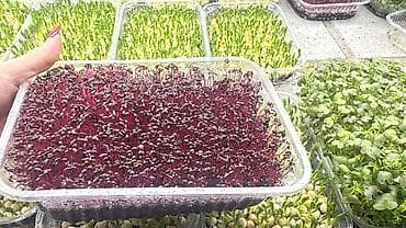 семена басай: Семена для микрозелени от Народных семян(Россия) Горох Мадраст — 6