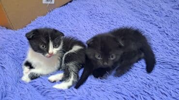 сиамская вислоухая кошка цена: Скотиш Фолд (Шотландская вислоухая), 2 месяца, Девочка, Черный, Приучена к лотку — 1