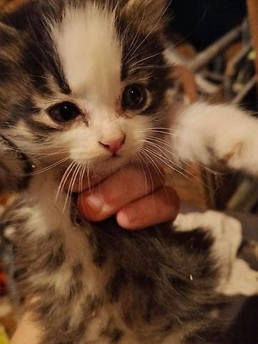 рэгдолл цена бишкек: Котята породы сиамская — 2