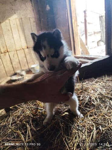 продажа собак бишкек: Продаю щенков сибирской хаски.остался один мальчик, возраст 1 месяц — 2