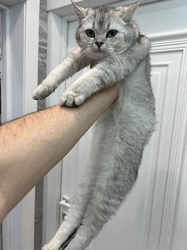 британский: Британская короткошёрстная, 1 год, Девочка, Серебристая шиншилла, Приучена к лотку, Проглистована, С прививками — 9