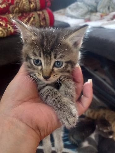 где можно взять кошку: Кошка даром: Беспородная, 1 месяц, Девочка — 4