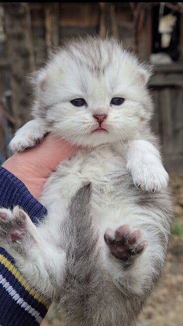 порода кошек вислоухая: Предлагаем для бронирования чистопородных малышей. Окрас: золотая и — 8