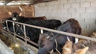 Баран, овца: Продаю | Тёлка | На откорм | Привязанные — 4