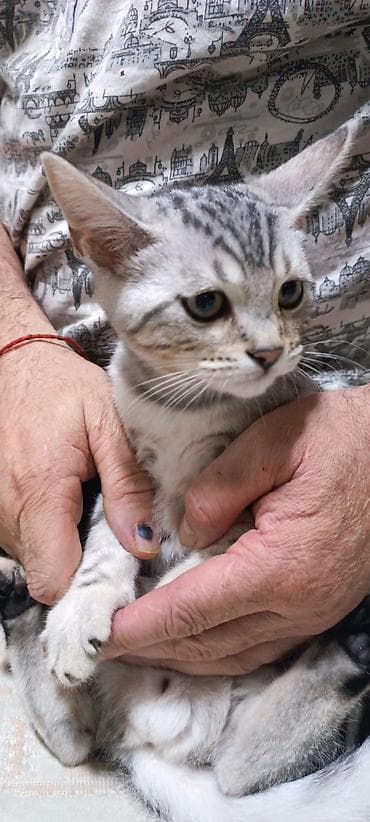 серые кошки фото: Порода/тип: короткошёрстный котёнок с серебристым окрасом (пятна и — 5
