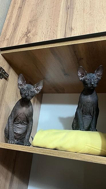 🐾 Ищем самые заботливые и любящие семьи для наших котят 🐾 В продаже