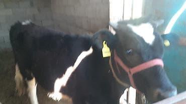 индийский бегунок купить: Продаю | Тёлка | Голштин | На откорм | Привязанные — 3