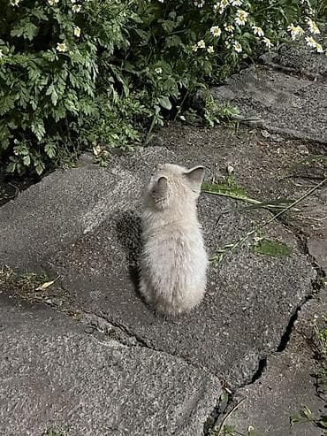 роман кой: Пропала : Девочка — 2