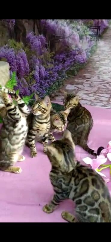новорожденные котята: Бенгальские котята Проф.Питомник Бен Гла Мур предлагает.чудесных — 27