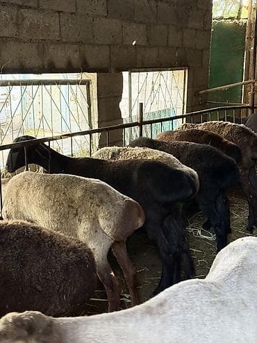 шкура овчина: Продаю | Овца (самка) | На забой, Для разведения | Кастрированные, Матка, Ярка — 2