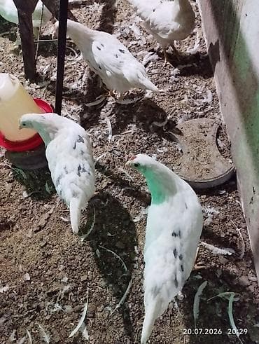 кой романовский: Продаю курочек 3 месяца хай лайн соня. 14 штук. и леггорн 10 - — 1