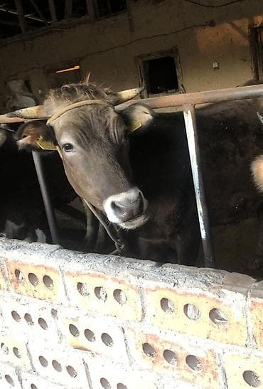 жаны уйлор: Сатам | Уй (ургаачы) | Аргын | Бордоп семиртүү үчүн | Кунажын — 4