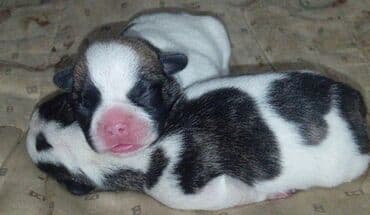 Вязка собак: Щенки французского бульдога,есть бронь, 5 мальчиков и 1 девочка, щенки — 1