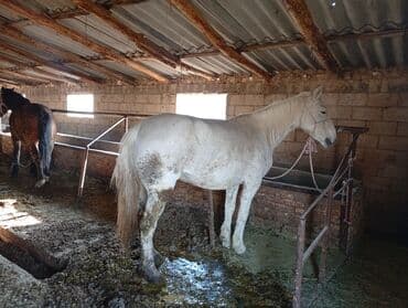 сумка для кошки: Продаю | Кобыла (самка) — 5