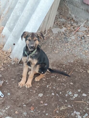 щенок лабрадора цена: Авчарка Кучук ургачы 5айлык,бекерле берем — 1
