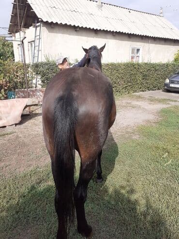 конь рабочий: Продаю | Конь (самец) | Конный спорт — 3