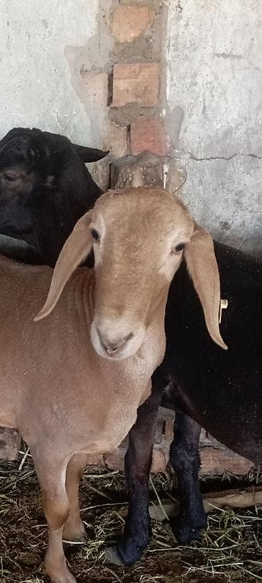 баран кара балта: Продаю | Ягненок, Баран (самец) | Арашан | Для разведения | Племенные, Осеменитель — 4