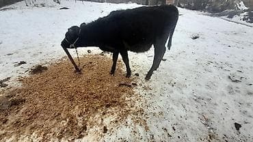 корова молочная купить: Продаю | Музоо, торпок | Ангус | Для разведения, Для молока | Искусственник — 5