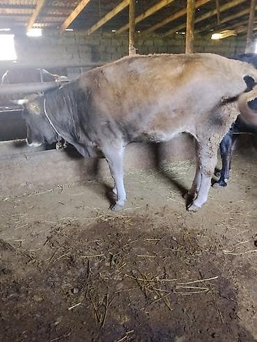 певчие птицы: Продаю | Корова (самка) | Для молока | Нетель — 9