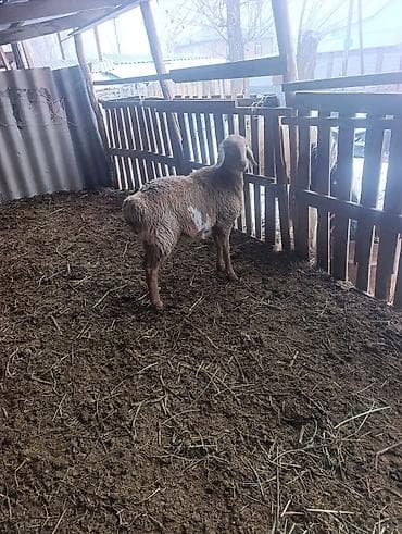 шведская корова: Продаю | Овца (самка) | На забой | Матка — 5