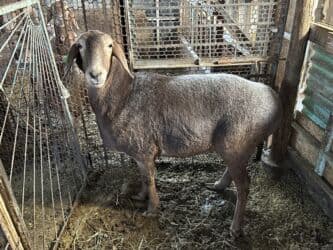 продажа щенков немецкой овчарки в бишкеке с документами: Продаю | Овца (самка) | Для разведения — 9