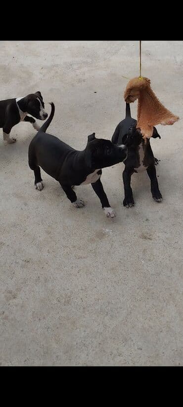 йоркширский терьер цена: Питбуль, 2 месяца, Самка, С прививкой — 3