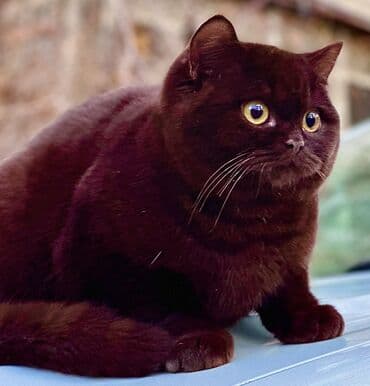 отдам породистого котенка: Котята Редкие Корица!!! Элитные британцы окраса Циннамон Шоколад — 1