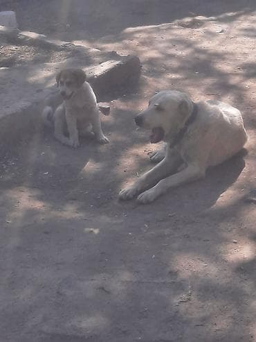 Щенки от крупной сторожевой собаки - Порода/тип: крупные