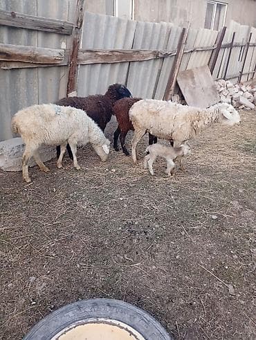 для овец: Продаю | Овца (самка), Ягненок | Гиссарская, Полукровка | На забой, Для разведения | Котные, Матка — 3