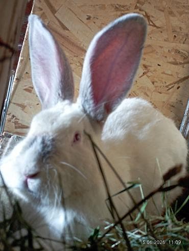 Сатам | Эркек коен | Аппак бакма коен | Көбөйтүү үчүн