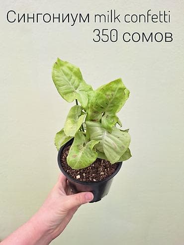 инкубатор луппер: • Комнатные растения (укоренённые черенки/детки/молодые — 4