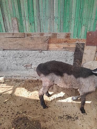 мясо фазана: Продаю | Баран (самец) | На забой — 3