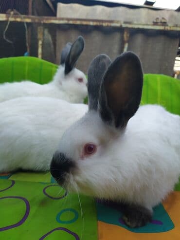 чихуахуа щенки: Продаю | Крольчата | Калифорнийская — 5